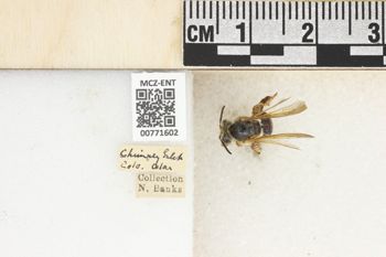 Media type: image;   Entomology 771602 Aspect: Labels